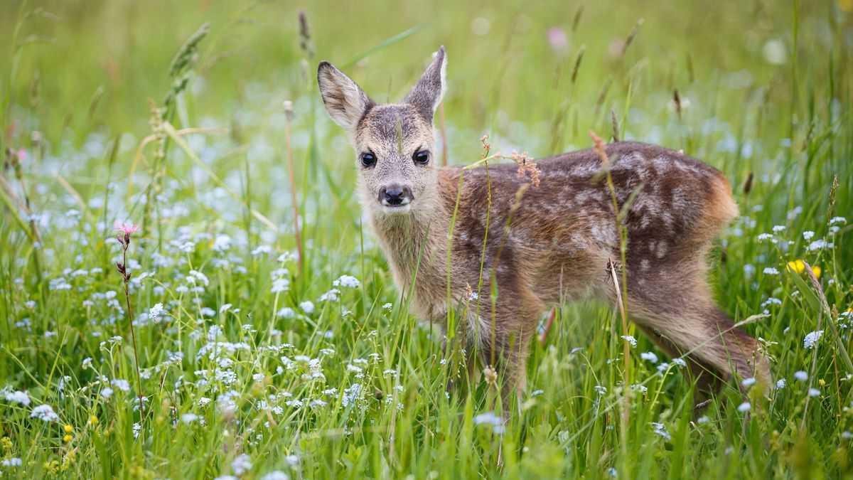 Young wild roe deer in grass, Capreolus capreolus. New born roe deer, wild spring nature.