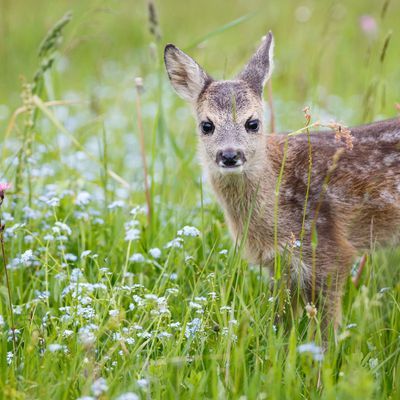 Young wild roe deer in grass, Capreolus capreolus. New born roe deer, wild spring nature.