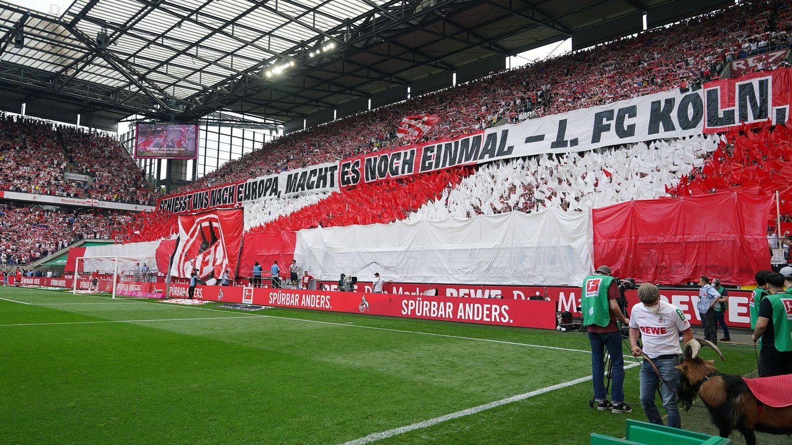 
                <strong>Geißbock Hennes ist beeindruckt</strong><br>
                Kölns Maskottchen Hennes sah sich die Choreografie aus nächster Nähe an.
              