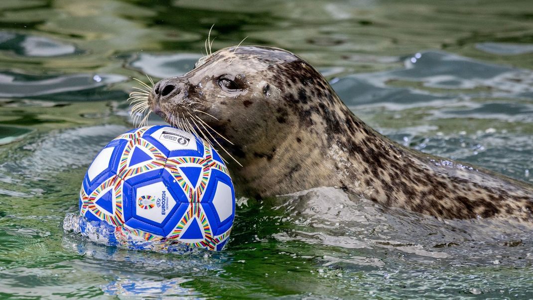 Der Seehund Ole schwimmt während der Tierfütterung mit einem Fußball durch ein Wasserbecken.