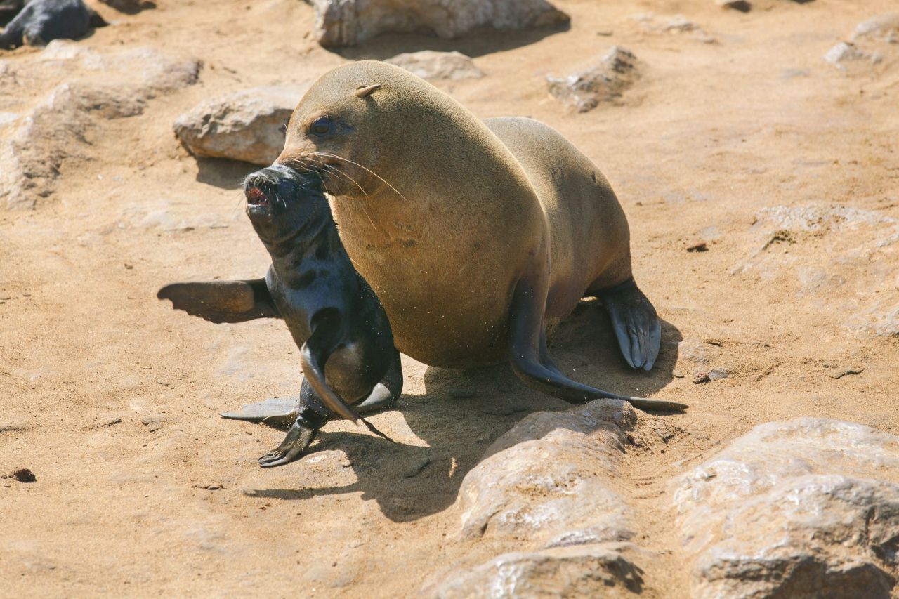 Auch Robben tragen ihre Jungtiere mithilfe der Starre.