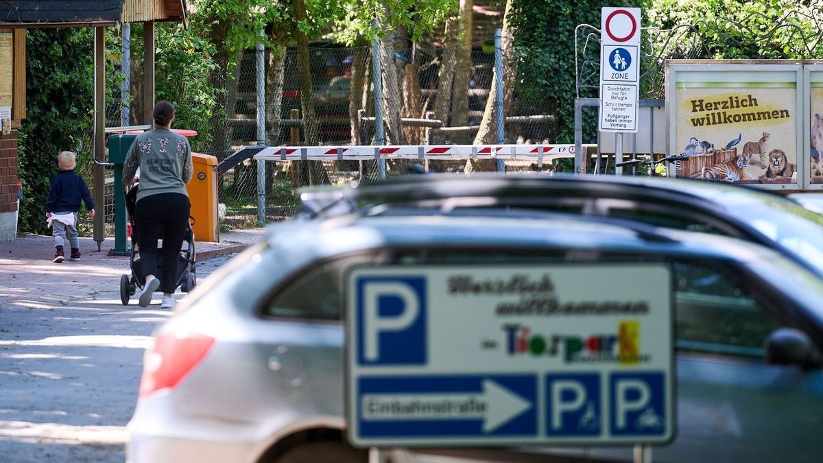 Tiger verletzt Mitarbeiterin in Tierpark