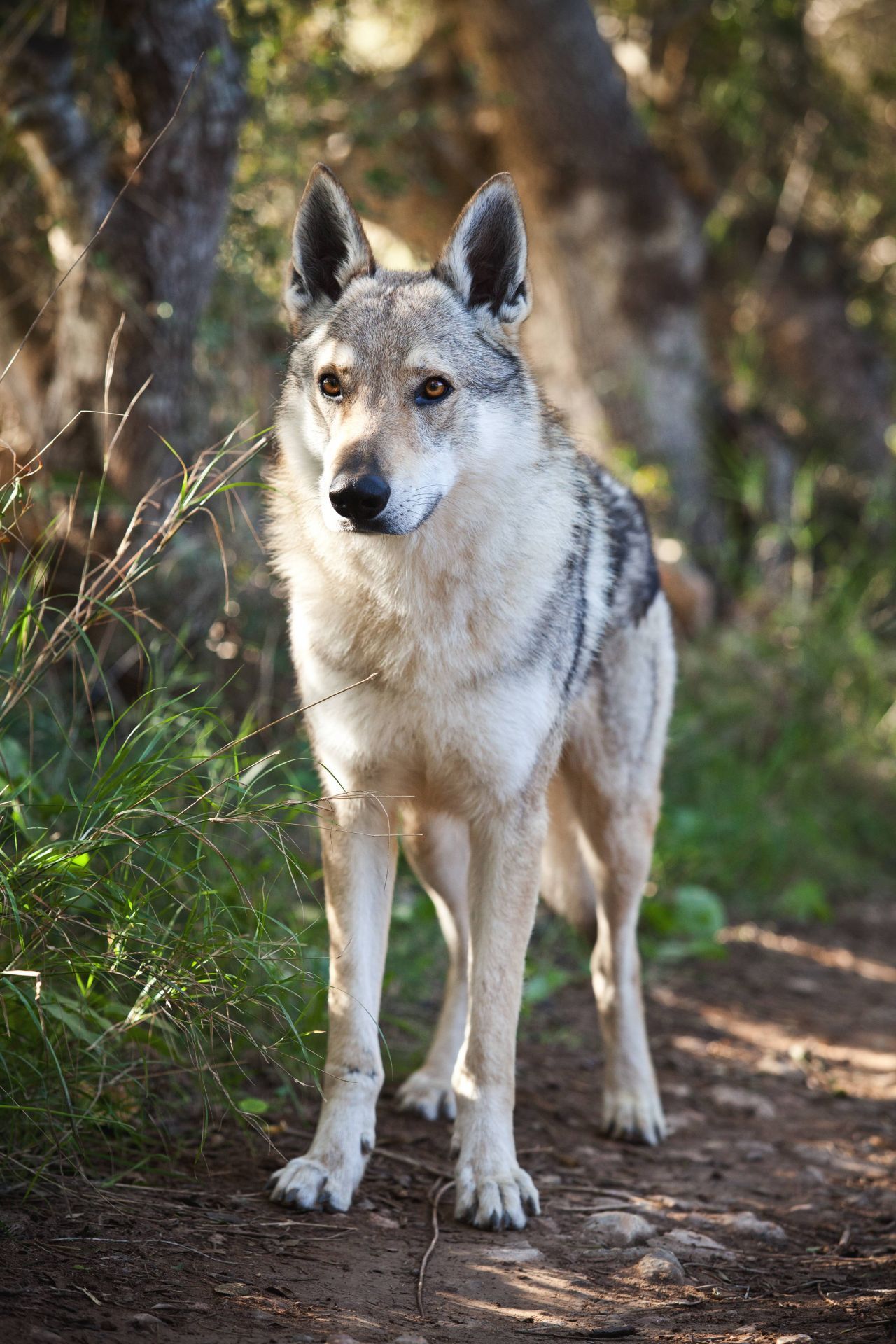Tschechoslowakischer Wolfhund/Tschechischer Wolfhund: Die Kreuzung aus Schäferhund und Karpatenwolf. Sie gilt als sehr widerstandsfähig bei jeder Witterung.
