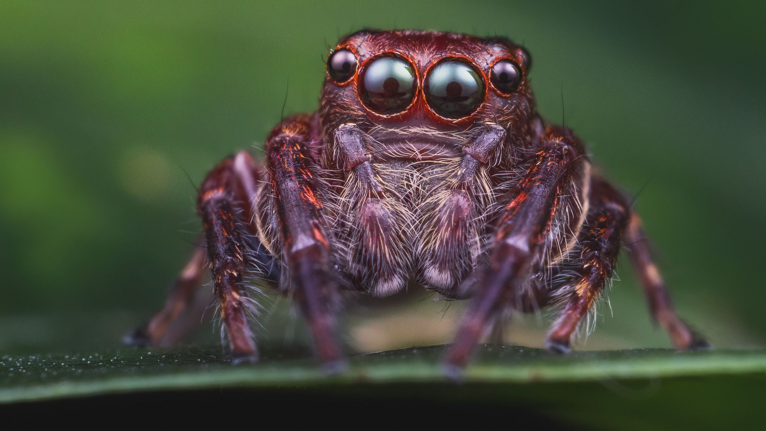 Auch viele Springspinnen (Bild) haben nur sechs Augen. Ihre Hauptaugen sind besonders groß, was sie zu ausgezeichneten Jägern macht. Sie können Umrisse, Formen und wahrscheinlich auch Farben erkennen, weshalb sie zu den Spinnen mit dem besten Sehsinn gehören.