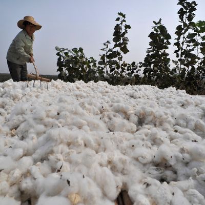 CHINA-COTTON/