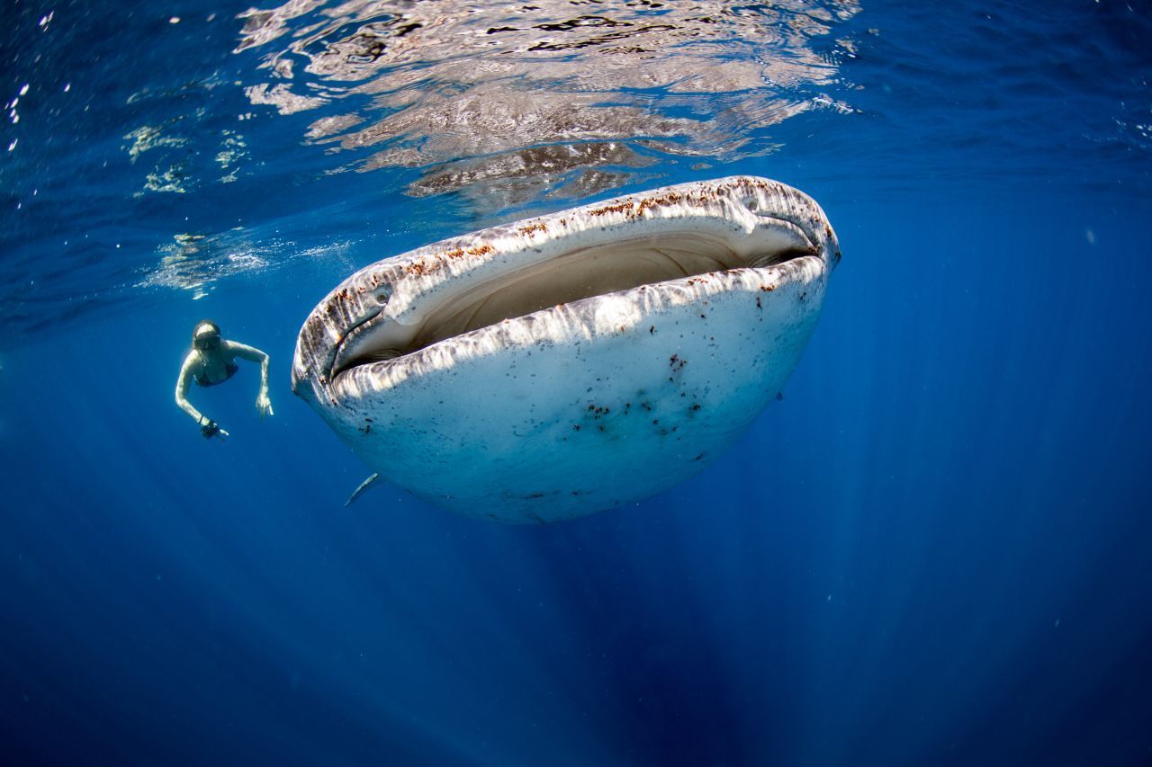 Der größte Fisch der Welt lebt im Meer - der Walhai. Er wird bis zu zehn Meter lang und rund 20.000 Kilo schwer. Walhaie sind friedliche Plankton-Fresser und nicht gefährlich für uns Menschen.
