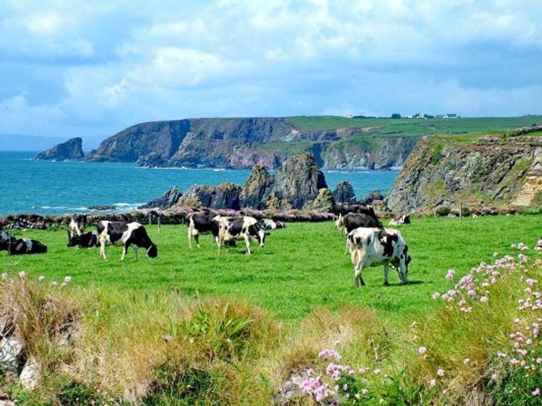 Die irische Regierung erwägt, bis zu 200.000 Kühe töten zu lassen.