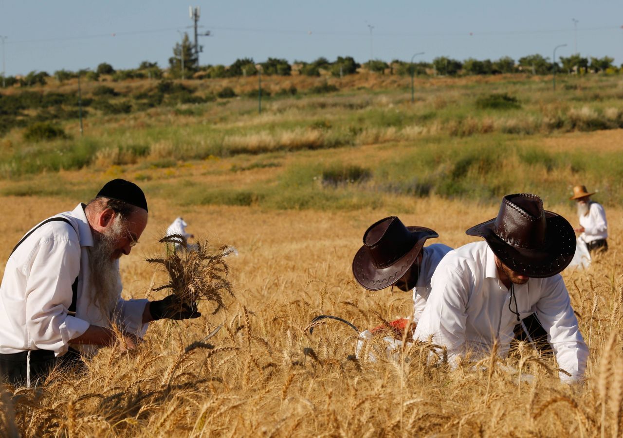 Diese ultraorthodoxen Juden ernten Weizen für das ungesäuerte Brot, das sie an Pessach essen. Pessach erinnert sie an die Geschichte Mose und den Auszug aus Ägypten. 