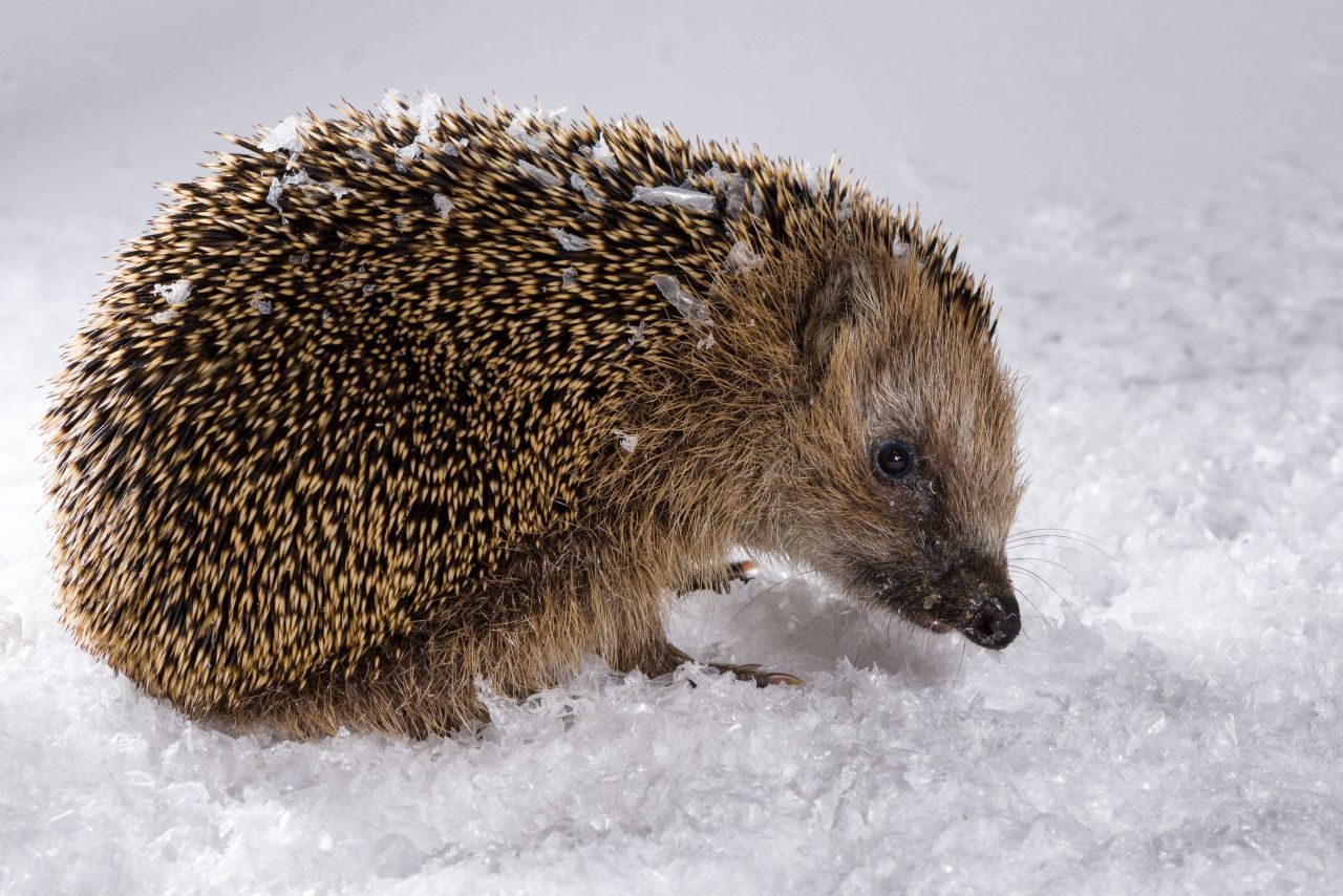 Igel: Ein Igel im Schnee ist ein Alarmzeichen! Da sie Winterschlaf halten, dürfen sie ab Oktober eigentlich nicht mehr zu sehen sein. Siehst du ab November dennoch einen Igel herumlaufen, ist das Tier meist verletzt, krank oder zu früh – vor März – aufgewacht. Dann braucht es wirklich Hilfe. Nimm den Igel nur bei diesen Anzeichen mit, gerne in einem Handtuch und informiere den Tierschutz. Bitte auf keinen Fall mit Milch fütte