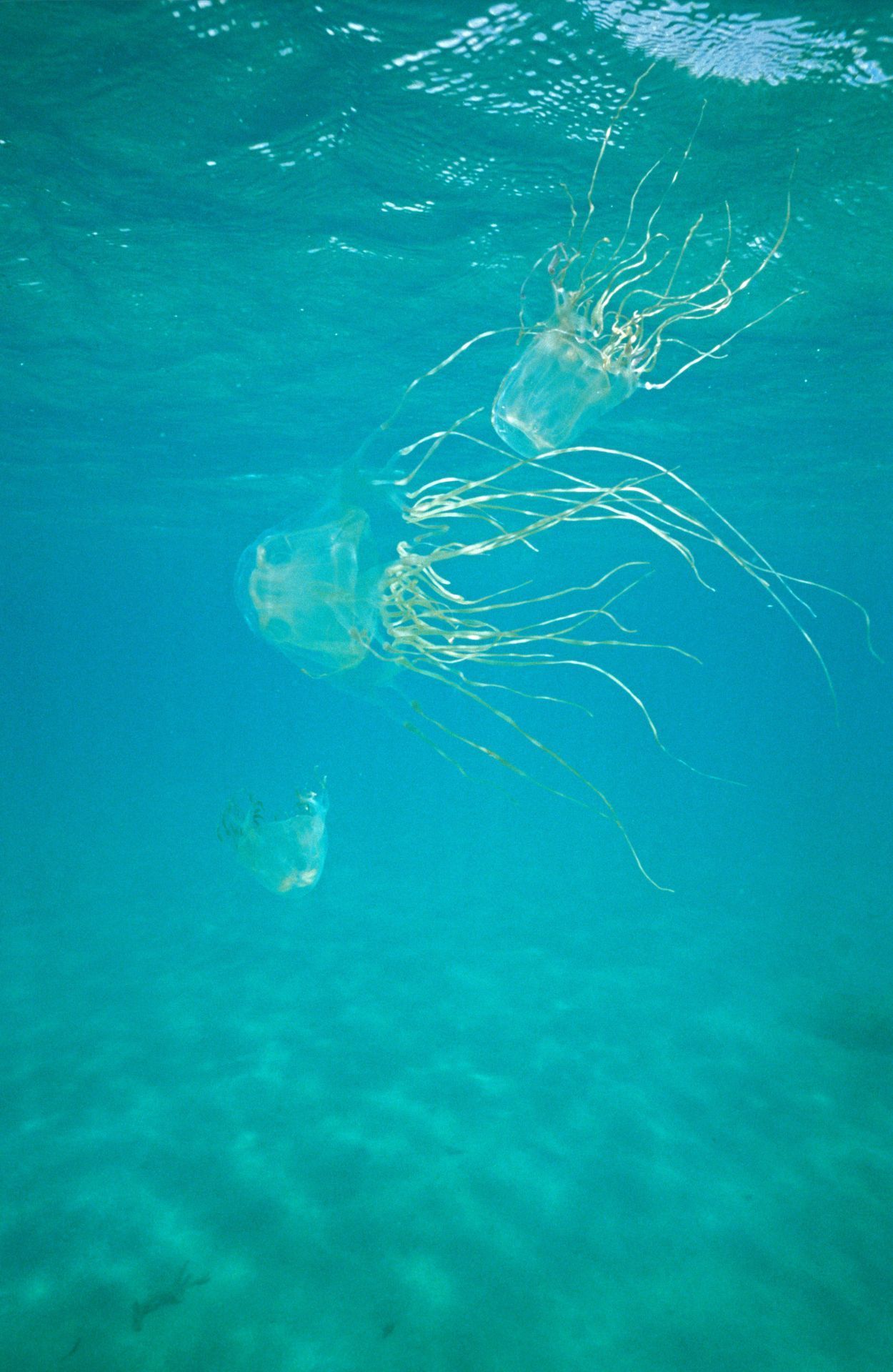 Im sonnendurchfluteten Meerwasser ist die Seewespe kaum zu sehen.