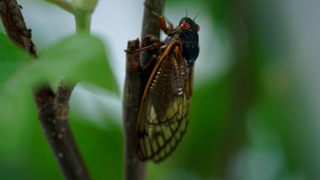 Eine Zikaden-Invasion wird in den USA erwartet. 