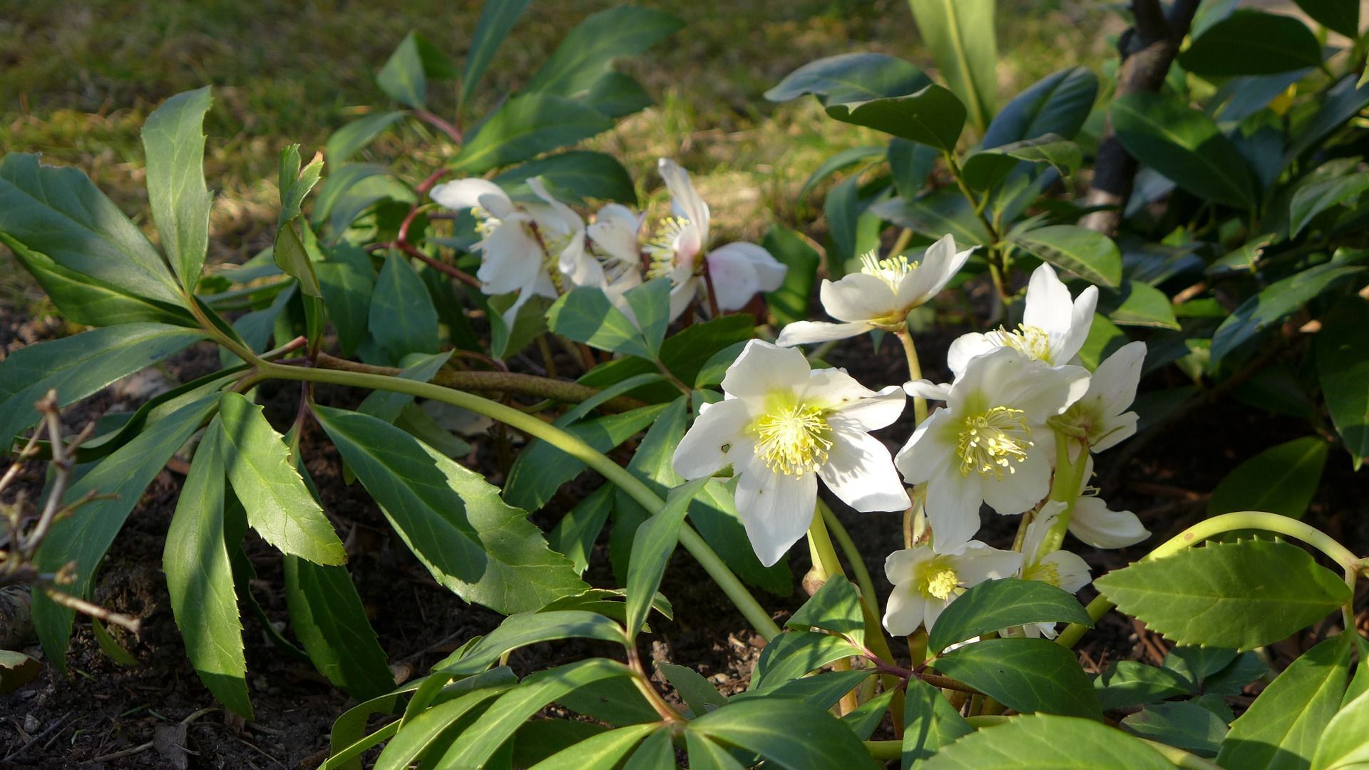 Zwar gedeiht die Christrose im Schatten ebenfalls, doch gerade während ihrer Blüte braucht sie auch Helligkeit.