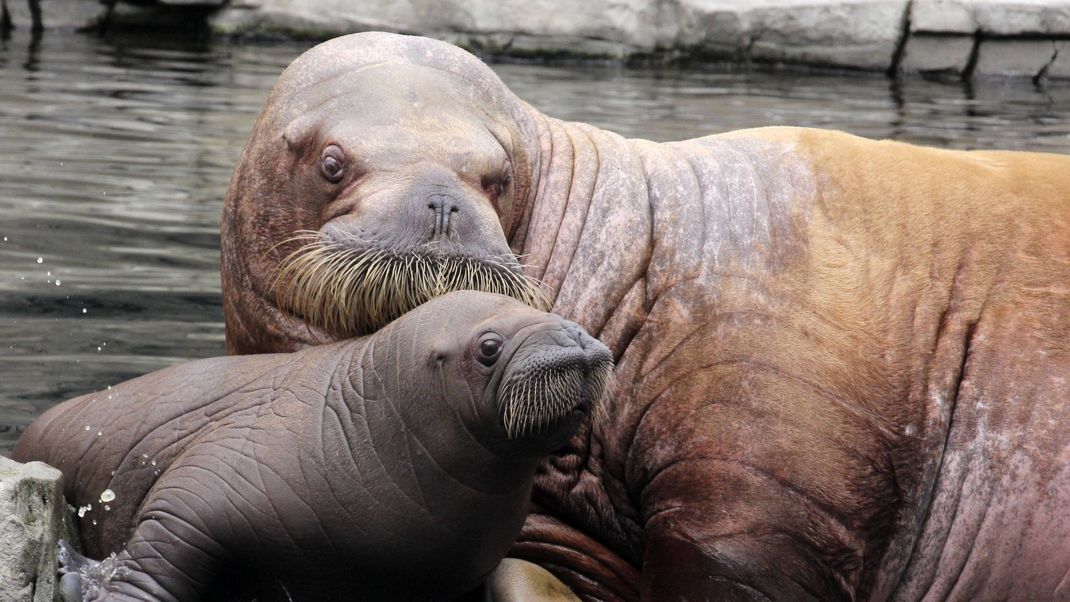 Eine Walross-Kuh mit ihrem Baby im Zoo.