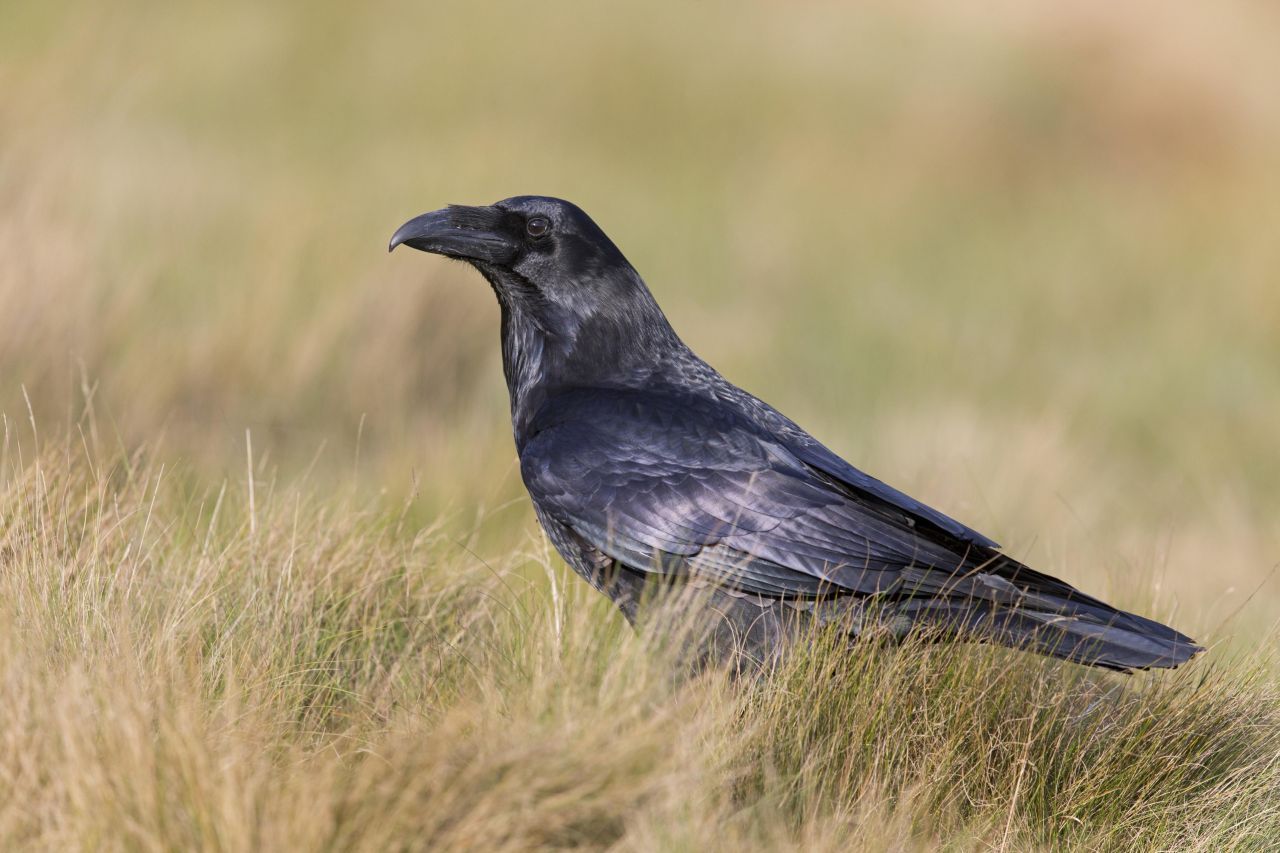 Kolkrabe: Er ist tatsächlich ein Singvogel, auch wenn man das beim Krächzen nicht denken sollte. Mit fast 70 Zentimetern ist der Kolkrabe der größte Singvogel. Seine Spannweite beträgt bis zu 1,30 Metern. Bei ihm ist alles schwarz, selbst Schnabel und Beine. Die Vögel gelten als besonders sozial und intelligent.