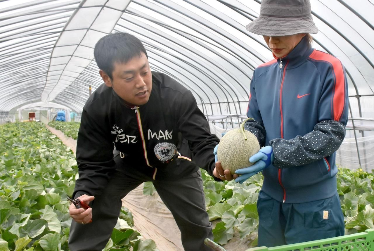 Das ist eine Yubari-King Melone - und die kann schon mal einen Rekordpreis von über 9.000 Euro erzielen. Besonderheiten? Sie darf nur im japanischen Dorf Yubari gezüchtet werden. Dort gedeiht die Zuckermelone auf vulkanischem Boden im beheizten Gewächshaus. 