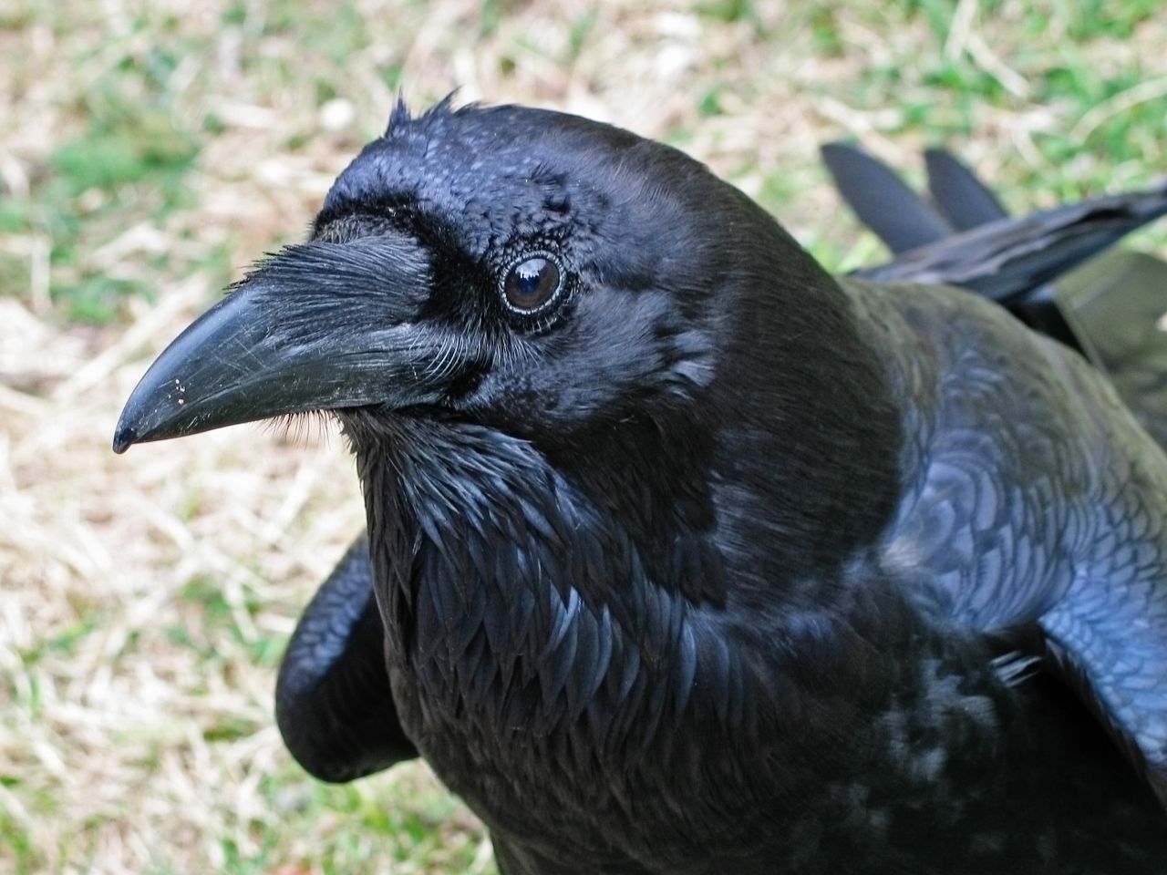 Größter deutscher Rabenvogel ist der Kolkrabe. Er kann bis zu 70 Zentimeter groß werden. Im Osten Deutschlands gibt es ihn häufiger als im Westen.