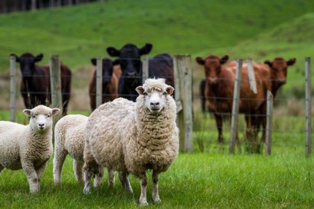 Wiederkäuer wie Schafe und Rinder produzieren Methan.