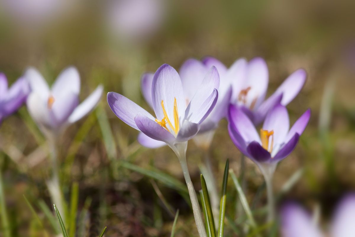 Krokus-Blumen-Frühling-pixabay