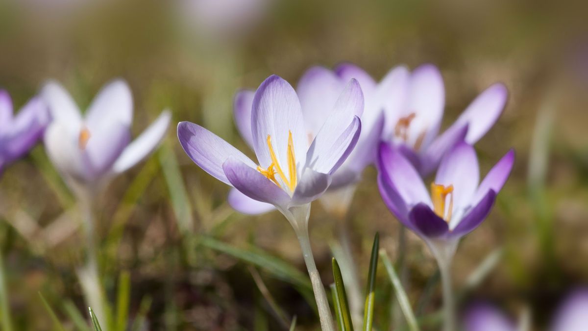 Krokus-Blumen-Frühling-pixabay