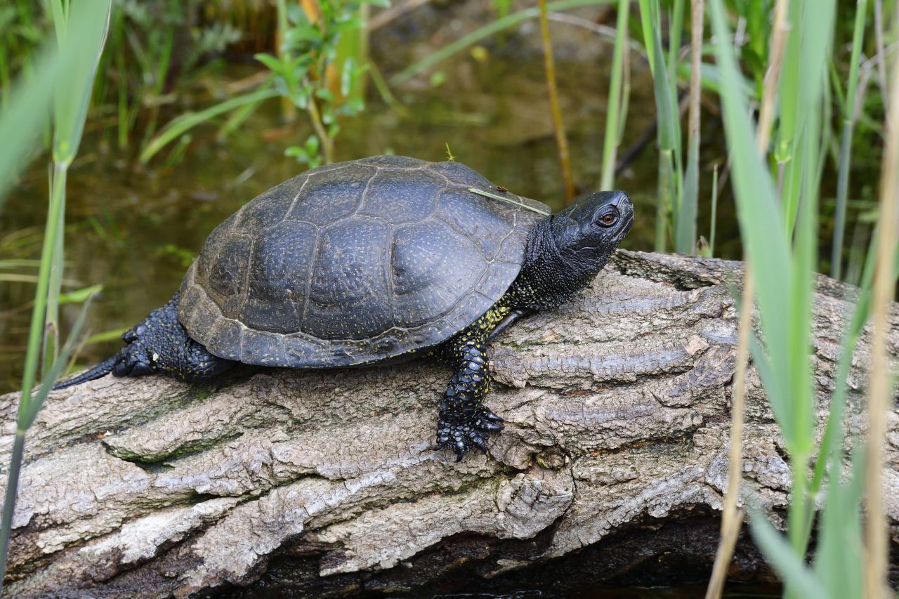 Zwölf bis 20 Zentimeter langer Panzer, fleischfressend, überwiegend im Wasser lebend: Die Europäische Sumpfschildkröte ist die einzige Schildkröten-Art, die natürlicherweise in Mitteleuropa und auch in Deutschland vorkommt. Bei uns konnte sie jedoch lediglich an sehr wenigen, schwer zugänglichen Gewässern im Nordosten Brandenburgs überleben. Ihre Artgenossen in der Mitte und im Südwesten Deutschlands wurden angesiedelt. Die g