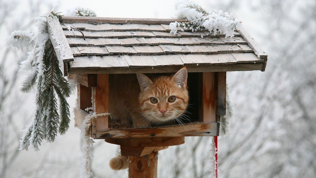 Zum Schutz vor Katzen und anderen Fressfeinden sollte ein Vogelhaus mindestens 1,5 bis 2 Meter über dem Boden stehen.