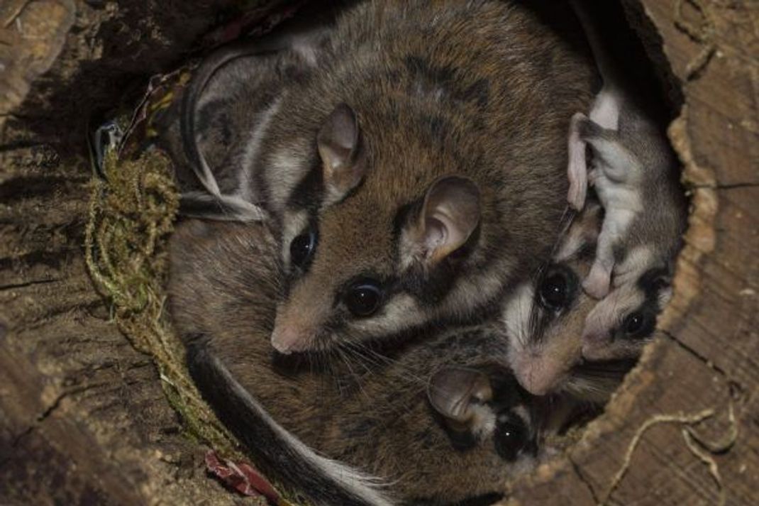 Nach einer Tragezeit von etwa 21 bis 23 Tagen bringen die Gartenschläfer-Weibchen im Frühling vier bis sechs Junge zur Welt. Sie werden meist gut versteckt in Baumhöhlen, Nistkästen oder selbst gebauten Nestern in Büschen geboren. Nach circa 40 Tagen sind die Jungen selbstständig.