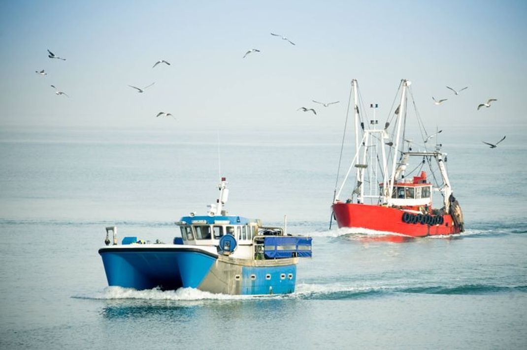 Das MSC Siegel: Umweltstandard für Fischfang