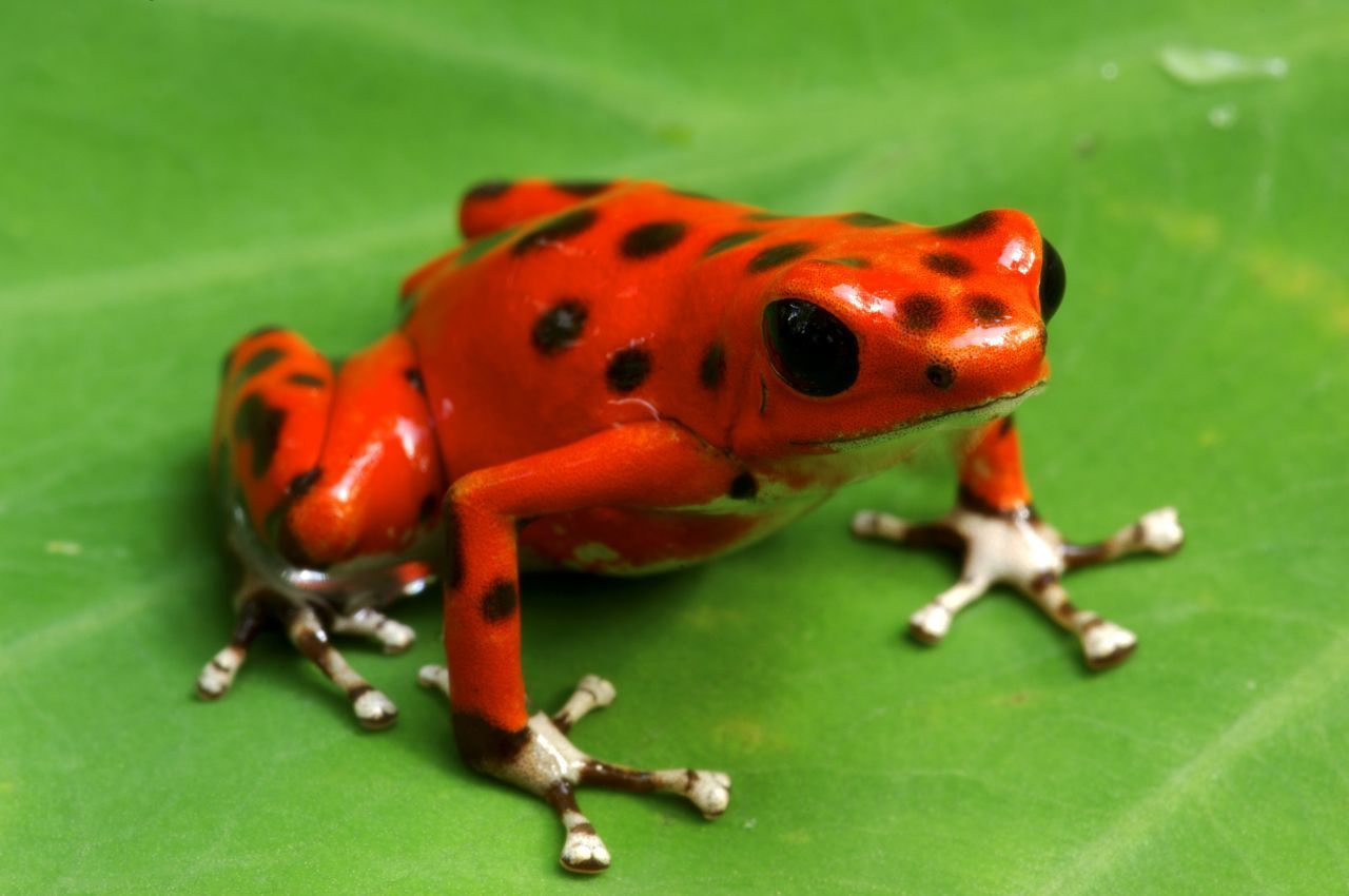 Feuerrot leuchtet der Erdbeerfrosch. Zur Paarungszeit vollführt das Männchen eine Art Tango und singt mittels seiner Schallblase, um seine Auserwählte zu beeindrucken.
