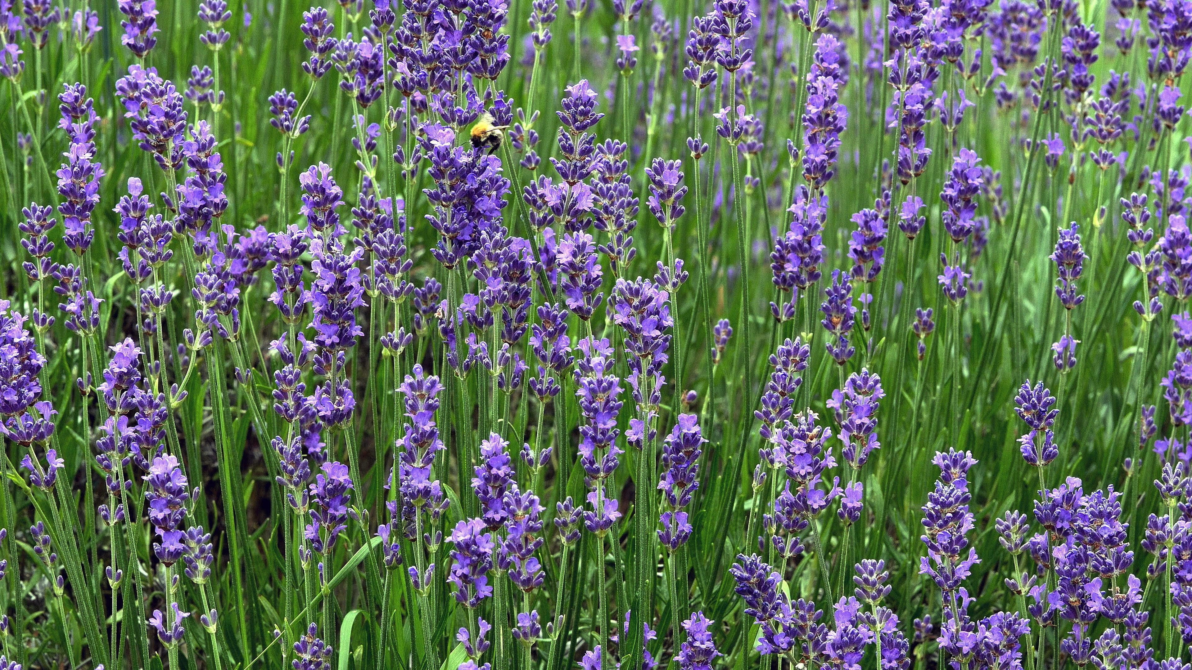 Lavendel | Pflanzenart: mediterrane, mehrjährige Pflanze | Standort: Sonnig | Ernte: Blütenstände ernten, wenn sie vollständig geöffnet sind; Stängel und Blätter nach Bedarf ernten | Vermehrung: Samen, Stecklingen oder Teilung der Wurzel