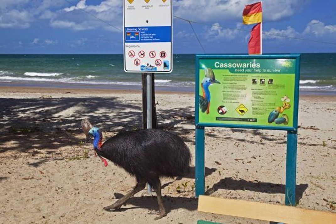 Ein Aufklärungsschild über den gefährdeten Kasuar in Queensland