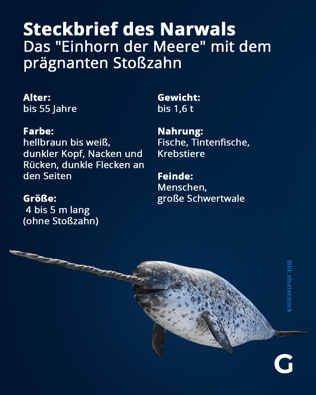 Steckbrief des Narwals: Hier erfährst du alle wichtigen Infos zu dem beeindruckenden Tier.
