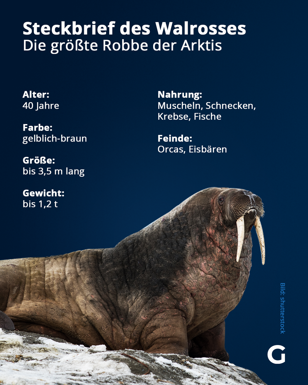 Eckdaten zum Walross, der größten Robbe der Arktis