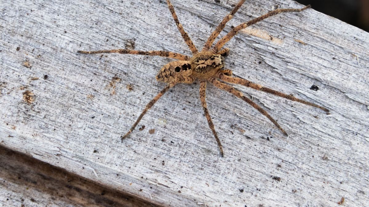 Die Nosferatu-Spinne ist mittlerweile bundesweit verbreitet