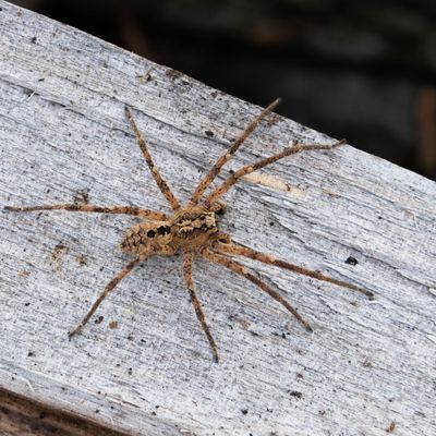 Die Nosferatu-Spinne ist mittlerweile bundesweit verbreitet