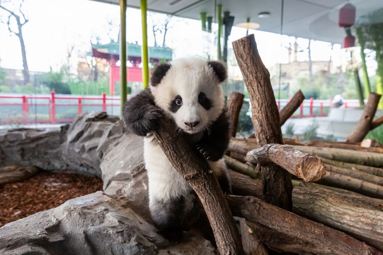 Pandas live für alle! Berlins süßer Zwillings-Nachwuchs darf raus