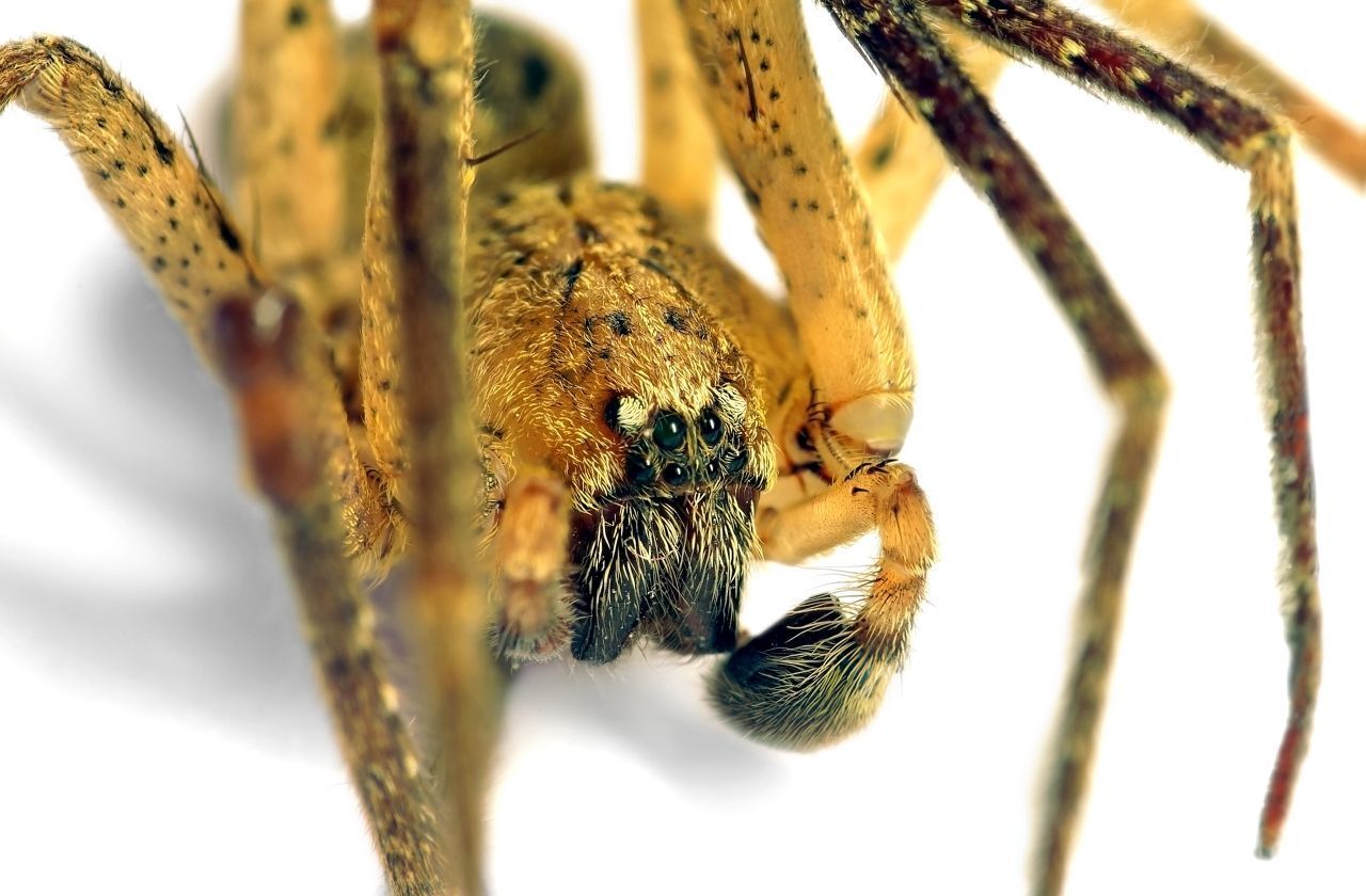 Nahaufnahme einer Nosferatu-Spinne: Du erkennst die Augen und die Haare an den Beinen.