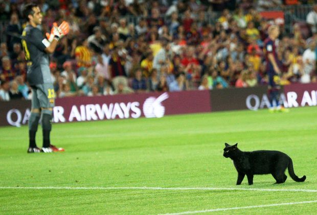 
                <strong>Die Katze vom Camp Nou</strong><br>
                Dem FC Barcelona und Trainer Luis Enrique bringt die schwarze Katze schlussendlich kein Pech. Höchstens Javier Mascherano, der wegen einer Notbremse vom Platz fliegt.
              