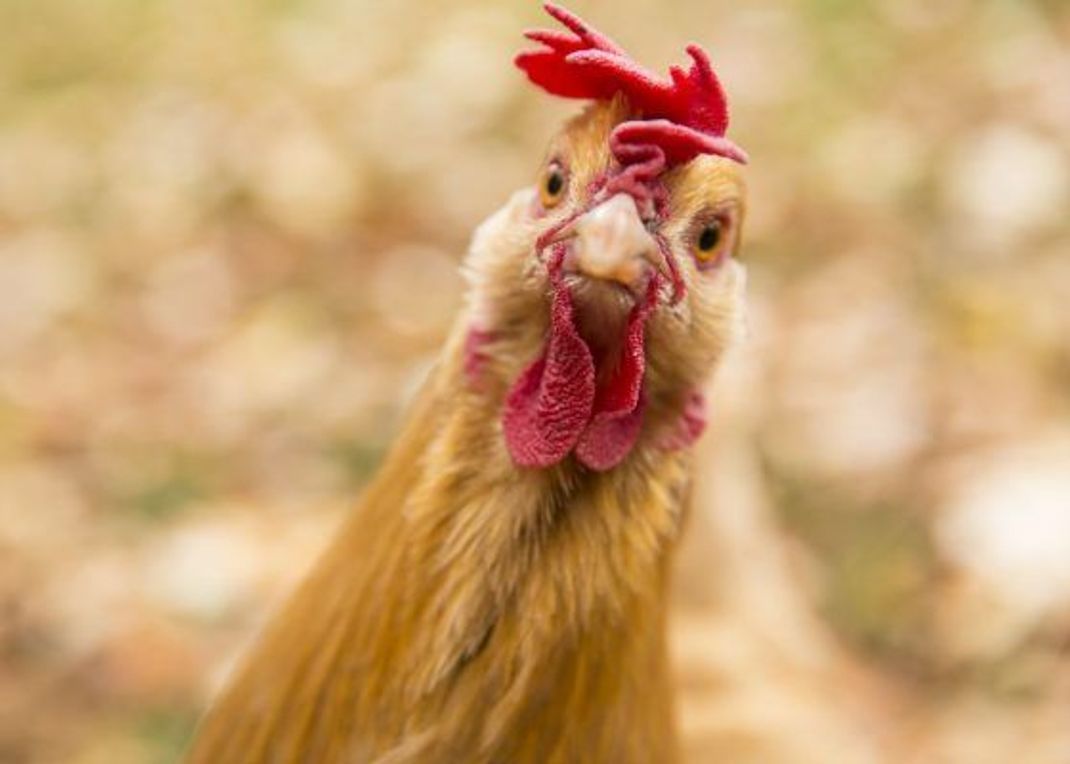 Guck an: Früher waren Hühner in Europa exotische Tiere und wurden verehrt.