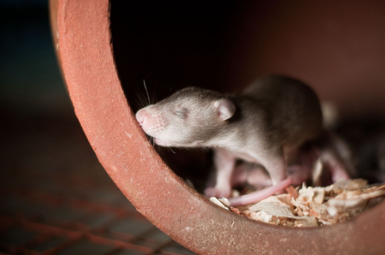 Afrika ist die Heimat der Riesenhamsterratte, zu denen die Hero Rats zählen. Diese kleine Ratte hier hat Großes vor sich - schon bald wird sie zur Minen- oder Tuberkulose-Erkennung ausgebildet und  tritt ihre Reise in eines der APOPO-Einsatzgebiete an.