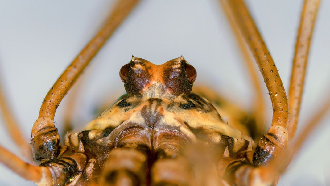 Augen auf: Die Nahaufnahme zeigt die beiden Augen des Weberknechts auf ihren deutlichen Erhöhungen. Weberknechte können so zwar rund umsehen, sehen aber generell nicht besonders gut. Deshalb sind sie mitunter auch eher nachts und in der Dämmerung aktiv.  Dann treffen sie auch weniger Feinde.