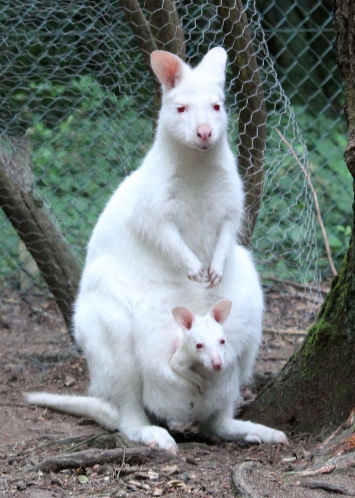 Vermisst! Seit 19. August ist das Albino-Kängurubaby "Mila" spurlos verschwunden. Der Zoo von Kaiserslautern hat eine Belohnung von 10.000 Euro ausgesetzt.