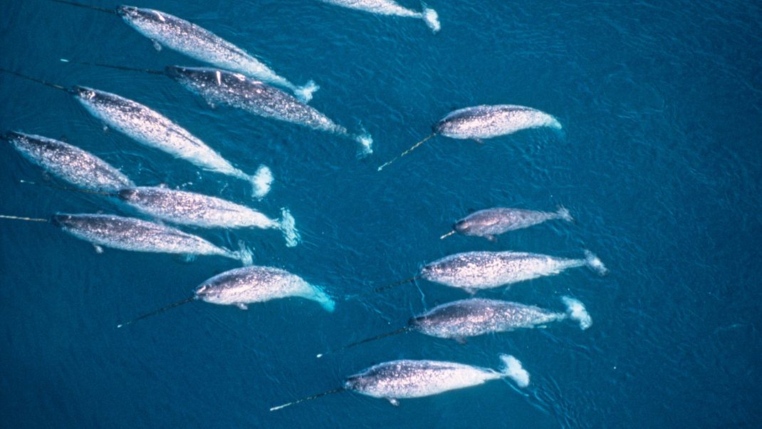 Eine Gruppe von Narwalen im Wasser.