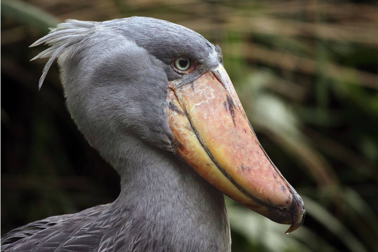 Sein Schnabel gehört zu den größten in der Tierwelt. Er ist leicht nach oben gebogen und endet in einer sehr scharfen Spitze. Damit kann er seine Beute festhalten. Auch der Rest des Schnabels ist messerscharf.