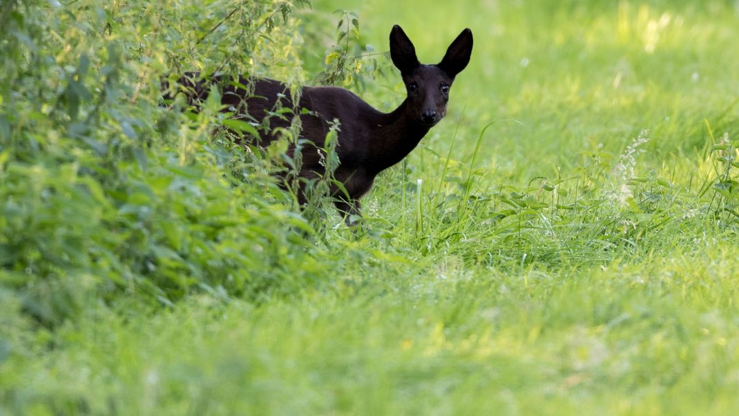 Eine sehr seltene Ausnahme in der Tierwelt, die es ausschließlich im Nordwesten Deutschlands gibt: schwarze Rehe.