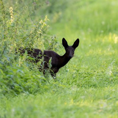 Schwarze Rehe sind eine absolute Seltenheit.