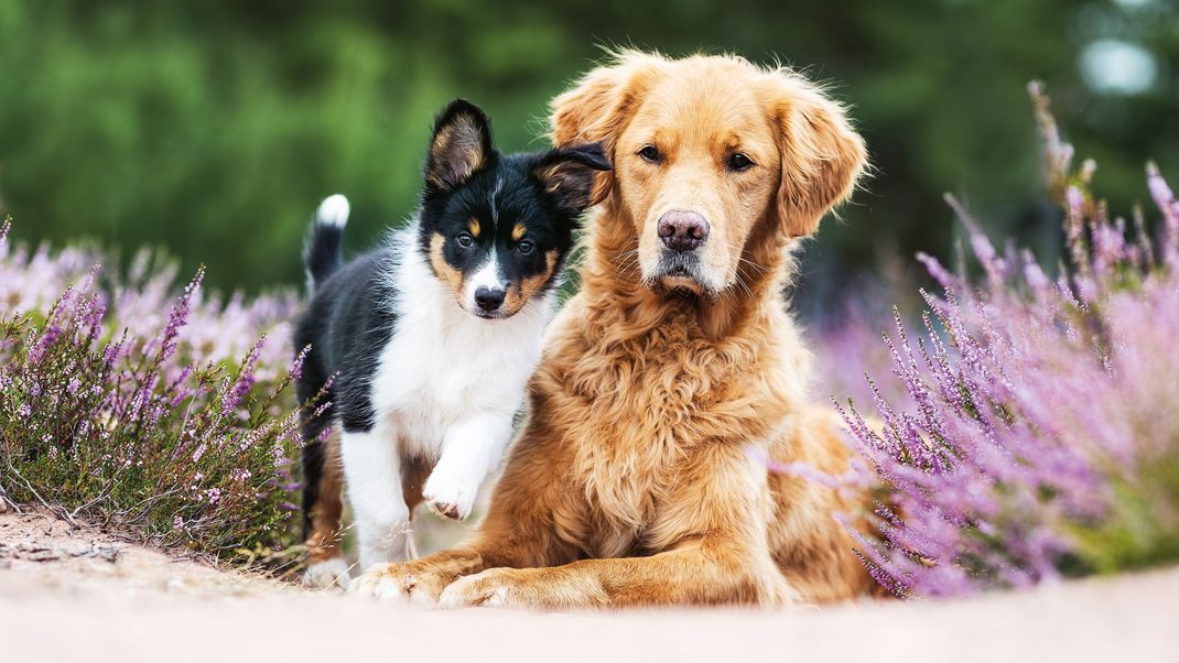 Hundemalaria oder Babesiose ist auch in Deutschland auf dem Vormarsch.