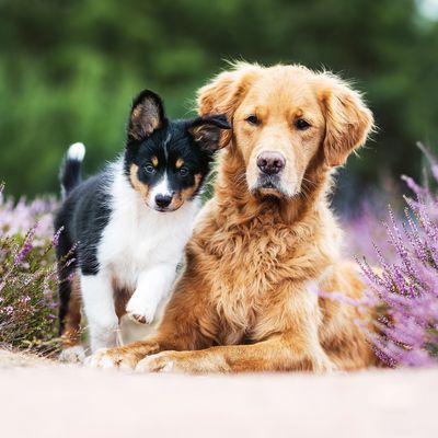 Hundemalaria oder Babesiose ist auch in Deutschland auf dem Vormarsch.