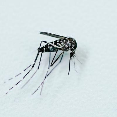 Tigermücke erhöht das Risiko für Tropenkrankheiten
