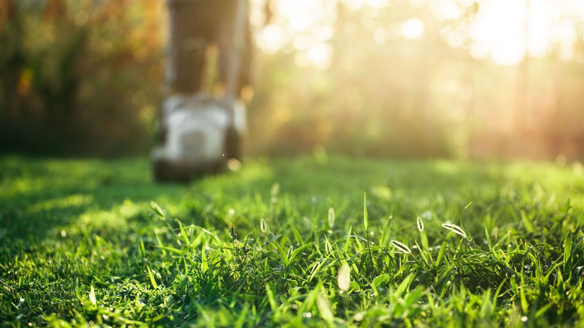 Lawn mower cutting green grass in backyard.Gardening background