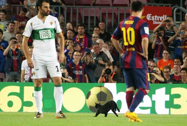
                <strong>Die Katze vom Camp Nou</strong><br>
                Eine schwarze Katze beim Debüt auf der Barca-Bank: Hoffentlich ist Neu-Trainer und Ex-Barca-Spieler Luis Enrique nicht allzu abergläubisch.
              